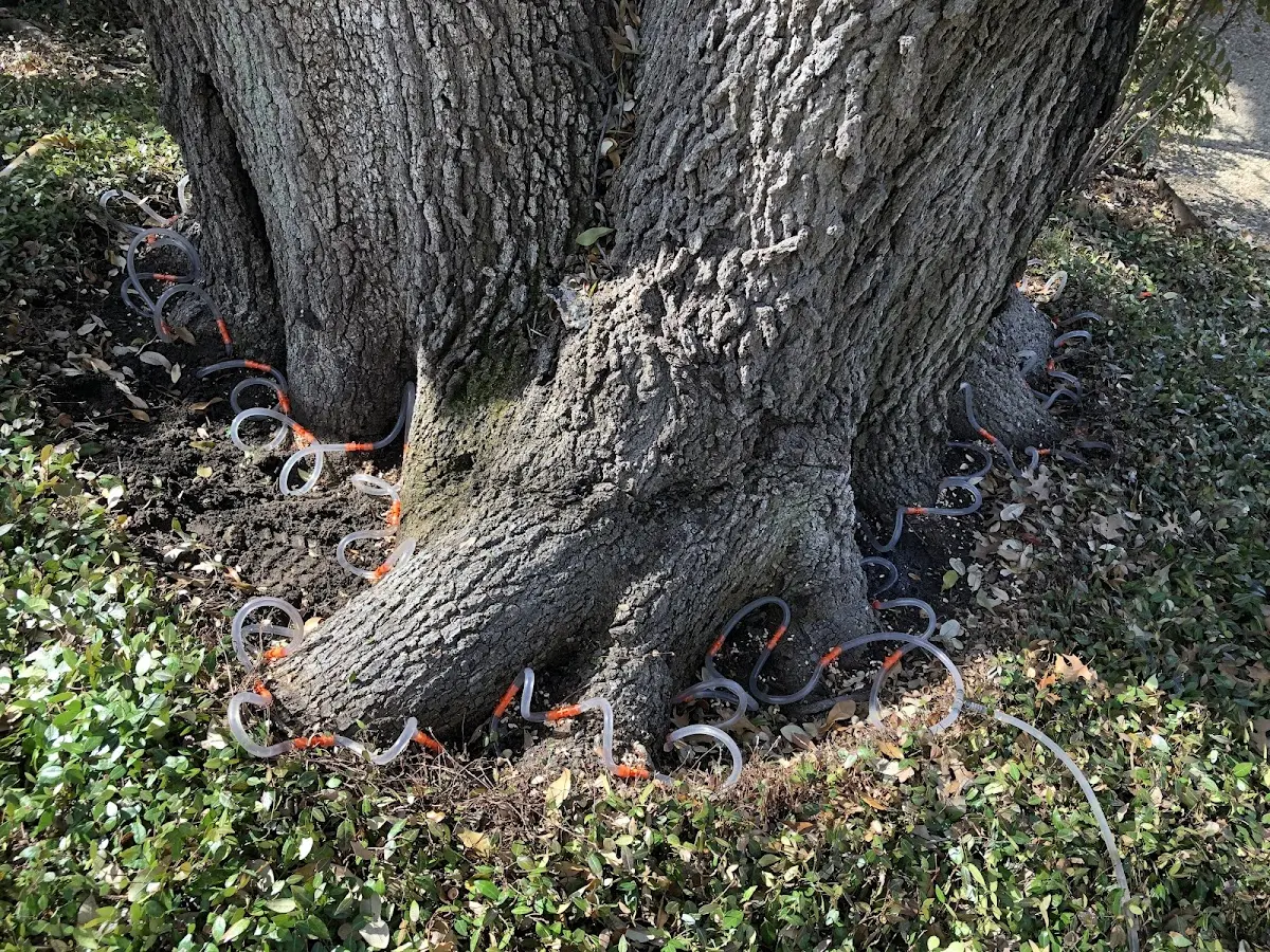 Detailed Tree Cabling and Bracing job site in Nanjemoy