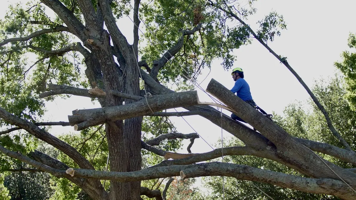 Professional Crown Thinning performed by certified arborists in Nanjemoy